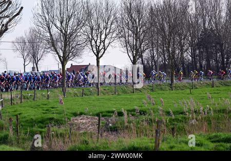 De Panne, Belgium. 20th Mar, 2024. The pack of riders pictured in action during the 'Classic Brugge-De Panne' men's elite one-day cycling race, 198, 9 km from Brugge to De Panne, Wednesday 20 March 2024. BELGA PHOTO LAURIE DIEFFEMBACQ Credit: Belga News Agency/Alamy Live News Stock Photo