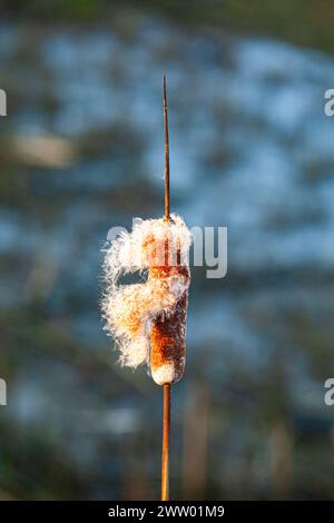 Seeds falling from a cattail head in Steveston British Columbia Canada Stock Photo