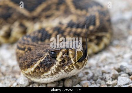 Close-up of a rattle on gravel road with eyes shut Stock Photo