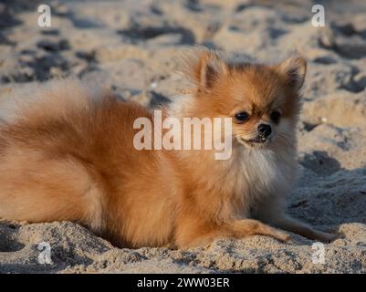 brown pomeranian dog isolated on white background, cute pet in home. Stock Photo