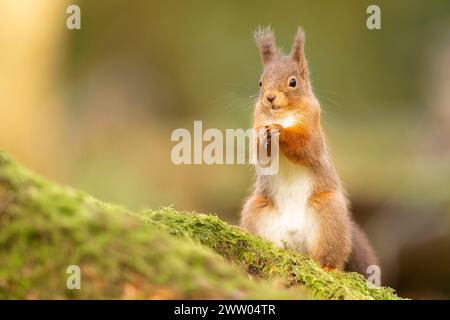 Red Squirrel playing about in the woods. Stock Photo