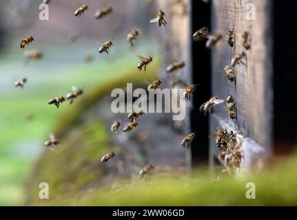 Munich, Germany. 20th Mar, 2024. Honey bees fly to a beehive in the city center. Credit: Sven Hoppe/dpa/Alamy Live News Stock Photo