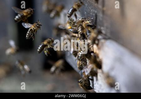 Munich, Germany. 20th Mar, 2024. Honey bees fly to a beehive in the city center. Credit: Sven Hoppe/dpa/Alamy Live News Stock Photo