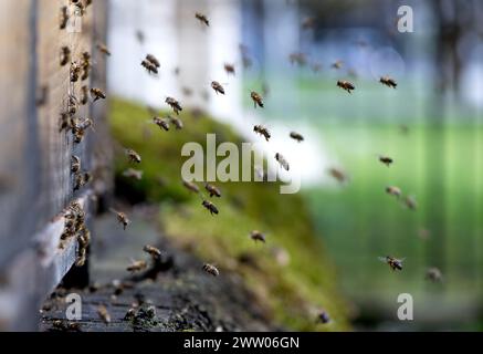 Munich, Germany. 20th Mar, 2024. Honey bees fly to a beehive in the city center. Credit: Sven Hoppe/dpa/Alamy Live News Stock Photo