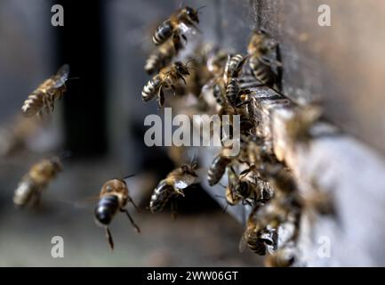 Munich, Germany. 20th Mar, 2024. Honey bees fly to a beehive in the city center. Credit: Sven Hoppe/dpa/Alamy Live News Stock Photo