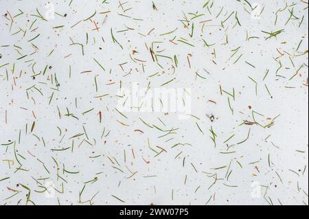 Pine needles lay atop a layer of snow in a serene winter forest, creating a natural contrast and texture on the ground. Stock Photo