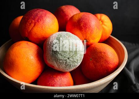 Moldy Blood Orange in a Bowl of Blood Oranges: Whole raspberry oranges in a bamboo wood bowl with one rotten citrus fruit in the bunch Stock Photo