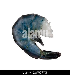 Raw Blue Colossal Shrimp on a White Background: Uncooked extra large shrimp with shell, legs, and tail cut out on a solid white background Stock Photo