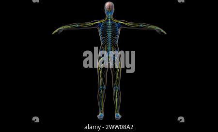 Human brain central nervous system anatomy for medical concept 3D ...