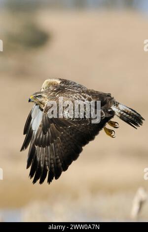 im Flug... Mäusebussard  Buteo buteo , bekanntester und häufigster einheimischer Greifvogel, oft kreisend am Himmel zu beobachten, hier mal auf Augenhöhe im Vorbeiflug, heimische Vogelwelt, Tierwelt, Natur *** Common Buzzard / Buzzard  Buteo buteo in flight over wetlands, widlife, Europe. Mecklenburg-Vorpommern Deutschland, Europa Stock Photo