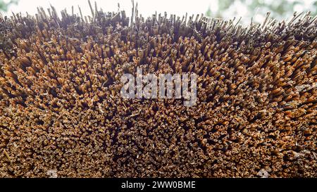 Close up straw wall texture background, old vintage thatched roof element. Stock Photo