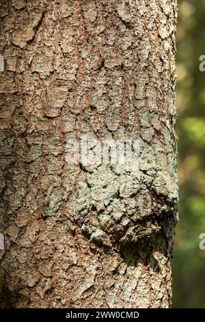 Close-up textured bark of spruce tree. Embossed texture of the brown bark of a tree with green moss. Stock Photo