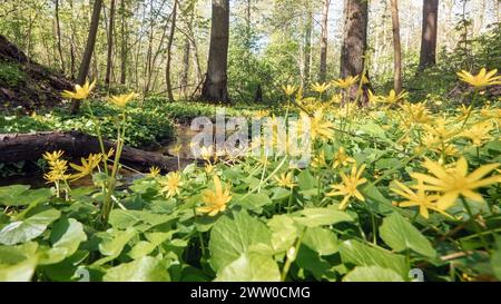 Ficaria verna in the forest (formerly Ranunculus ficaria L.), commonly known as lesser celandine or pilewort. Wild flowers in the early sunny spring f Stock Photo