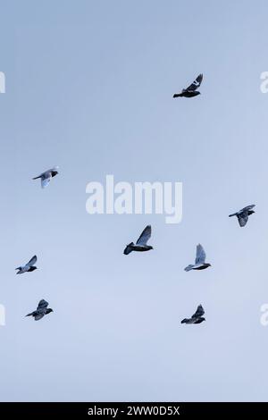 A flock of wild pigeons Columbidae flying overhead in the UK. Stock Photo