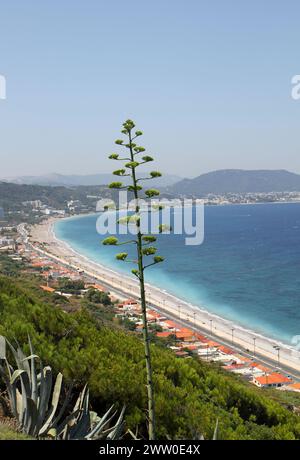 Agave Americana Plant with blossoms and Aegean Sea View in Rhodes, Greece Stock Photo