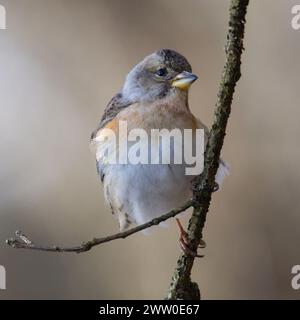 Fringilla montifringilla aka The brambling. Small passerine bird perched on the tree branch. Stock Photo