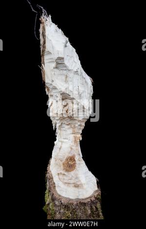 Gnawing marks on tree from beaver. Isolated with black background Stock Photo