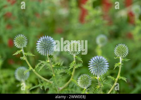 Bolt thistle flowers in macro image Stock Photo