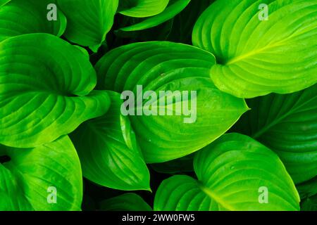 Perennial hosta plant. Background of large and green hosta leaves. Stock Photo