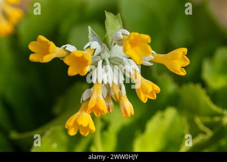 Striking Primula palinuri, Palinuro auricula. Natural close up flowering plant portrait, Springtime.Alluring, Astounding, Breathtaking, Compelling, Stock Photo
