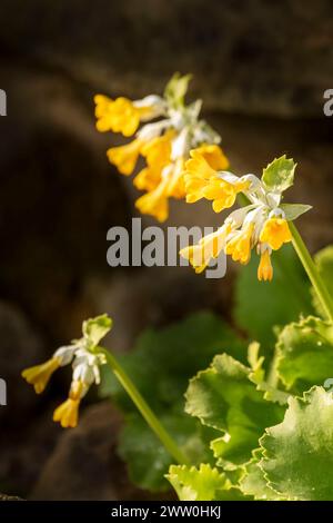 Striking Primula palinuri, Palinuro auricula. Natural close up flowering plant portrait, Springtime.Alluring, Astounding, Breathtaking, Compelling, Stock Photo