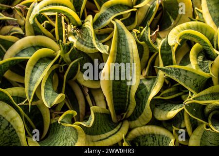Natural close up, semi-abstract, high resolution plant portrait of twiningSansevieria Trifasciata ‘Twisted Sister.Interesting, Economical,Dazzling, Stock Photo