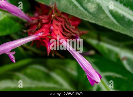 Delightful Chlorophytum orchidastrum 'Green Orange'. Natural close up flowering plant image.Elusive, Eye-opening, Interesting,Alluring, Astounding, Stock Photo