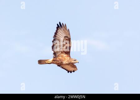 Steppe Buzzard or Common Buzzard (Buteo buteo vulpinus) flying in Western Cape, South Africa Stock Photo