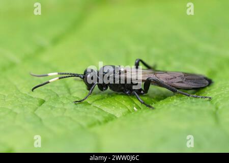 Detailed closeup on a dark black overwintering Ichneumonid wasp, Ichneumon lugens sitting on a green leaf Stock Photo