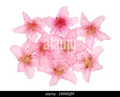 Blossoming peach flowers isolated on white background, Prunus persica Stock Photo