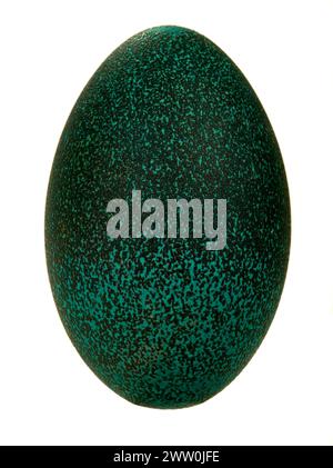 egg emu of an ostrich on a white background Stock Photo