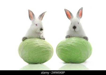 two white rabbit with cabbage on a white background Stock Photo