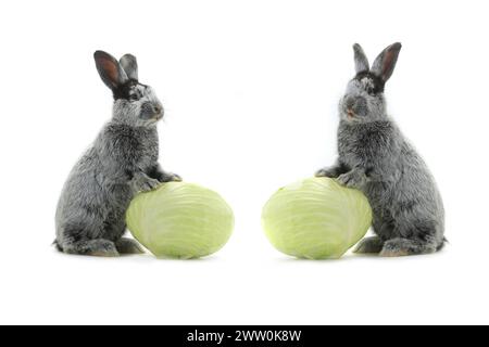 two grey rabbit with cabbage on a white background Stock Photo