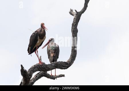 Pair of Black Stork (Ciconia nigra) at sunset, Limpopo, South Africa Stock Photo