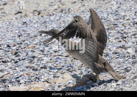 Juvenile Cape Gannet (Morus capensis) exercising its wings at the breeding colony on Bird Island, Lamberts Bay, West Coast, South Africa. They are glo Stock Photo