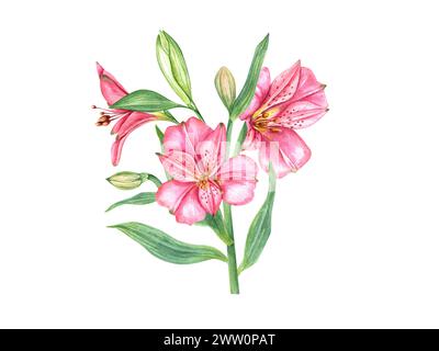 Bright pink tropical flowers. Alstroemeria flower. Vintage botanical illustration. Flower head, bud and leaf. Watercolor painting. Alstromeria bouquet Stock Photo