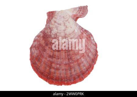 cockleshell on a white background Stock Photo