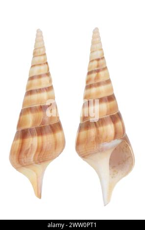 cockleshell on a white background Stock Photo