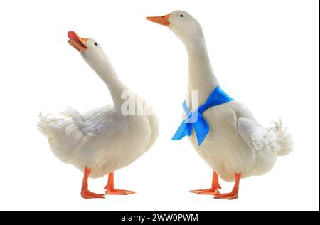two Duck with a blue bowtie a white background Stock Photo - Alamy