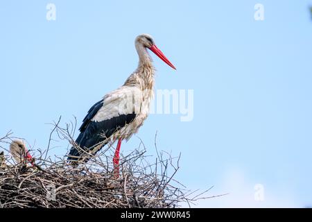 White stork and baby stork sitting in the nest. Stock Photo