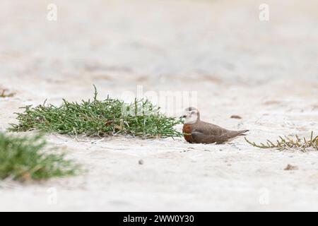 Breeding male Caspian Plover (Charadrius asiaticus) sheltering from wind, Heuningnes River Estuary, De Mond, Western Cape, South Africa. Rare Palearct Stock Photo