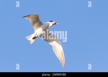 Caspian Tern (Hydroprogne caspia) Velddrif, West Coast, Western Cape, South Africa Stock Photo