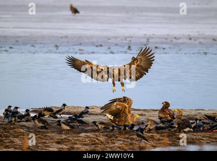 White-tailed Eagle landing on wetland Stock Photo