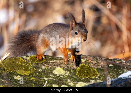 Squirrrel standing on rock and scouting Stock Photo
