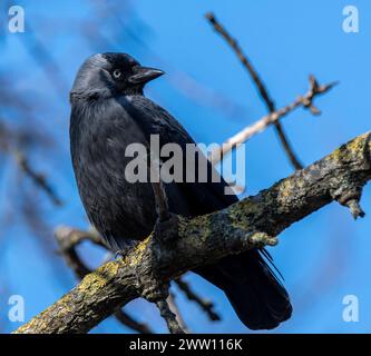Western Jackdaw standing on branch Stock Photo