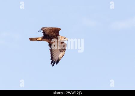 Steppe Buzzard or Common Buzzard (Buteo buteo vulpinus) flying in Western Cape, South Africa Stock Photo