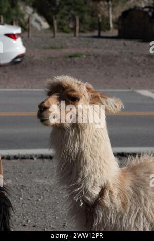 Close-up portrait of a brown llama (Lama glama) in Tilcara, Jujuy Province, northwestern Argentina. Stock Photo