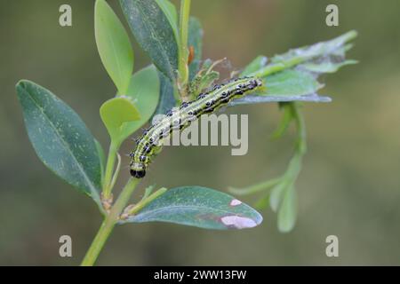 Caterpillar of Cydalima perspectalis, know as box tree moth. Stock Photo