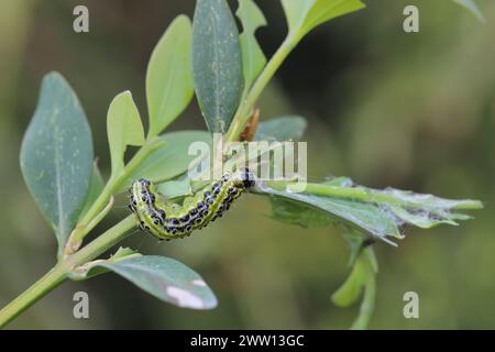 Caterpillar of Cydalima perspectalis, know as box tree moth. Stock Photo