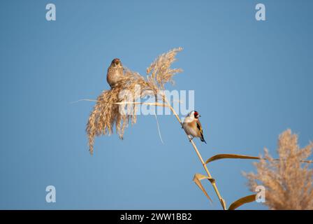 European Goldfinch, Carduelis carduelis and Common Linnet, Linaria cannabina on sedge tassels in a wetland. Stock Photo